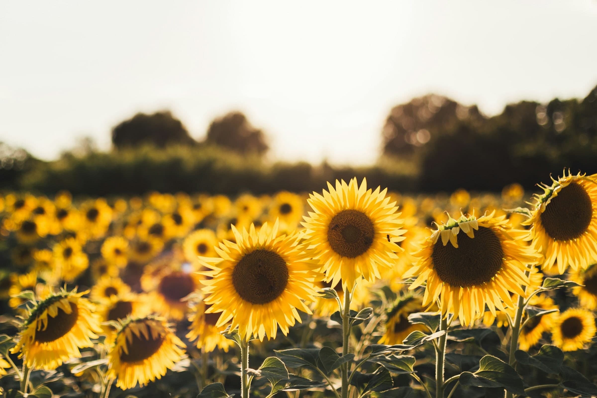 Sunflower Massage (Albany Massage)